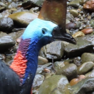 Casuarius casuarius at Cape Tribulation, QLD - 6 Aug 2024