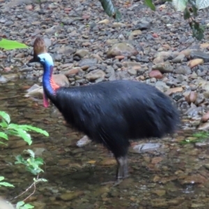 Casuarius casuarius at Cape Tribulation, QLD - 6 Aug 2024