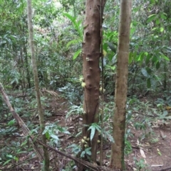 Syzygium monospermum (Daintree Satinash) at Cape Tribulation, QLD - 5 Aug 2024 by lbradley