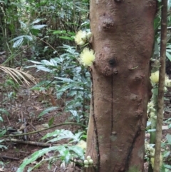 Syzygium monospermum at Cape Tribulation, QLD - 6 Aug 2024