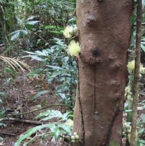 Syzygium monospermum at Cape Tribulation, QLD - 6 Aug 2024