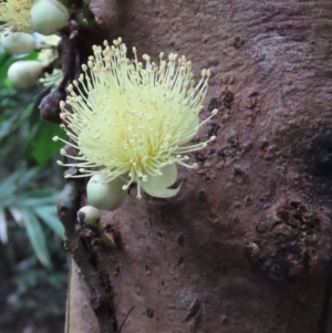 Syzygium monospermum at Cape Tribulation, QLD - 6 Aug 2024