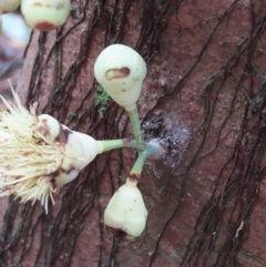 Syzygium monospermum at Cape Tribulation, QLD - 6 Aug 2024