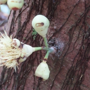 Syzygium monospermum at Cape Tribulation, QLD - 6 Aug 2024 09:43 AM