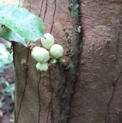 Syzygium monospermum at Cape Tribulation, QLD - 6 Aug 2024