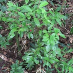 Ixora biflora at Cape Tribulation, QLD - 6 Aug 2024 by lbradley