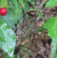 Ixora biflora at Cape Tribulation, QLD - 6 Aug 2024 09:48 AM