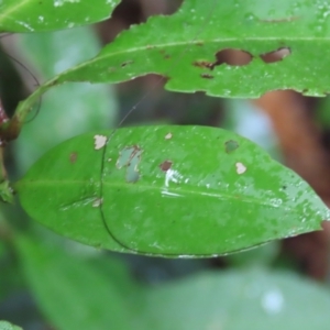 Ixora biflora at Cape Tribulation, QLD - 6 Aug 2024