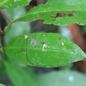 Ixora biflora at Cape Tribulation, QLD - 6 Aug 2024 09:48 AM