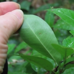 Ixora biflora at Cape Tribulation, QLD - 6 Aug 2024