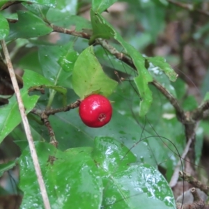 Ixora biflora at Cape Tribulation, QLD - 6 Aug 2024