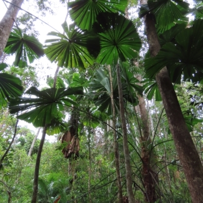 Licuala ramsayi (Queensland Fan Palm) at Cape Tribulation, QLD - 5 Aug 2024 by lbradley