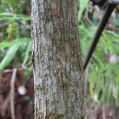 Licuala ramsayi at Cape Tribulation, QLD - 6 Aug 2024