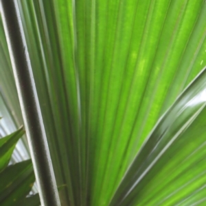 Licuala ramsayi at Cape Tribulation, QLD - 6 Aug 2024