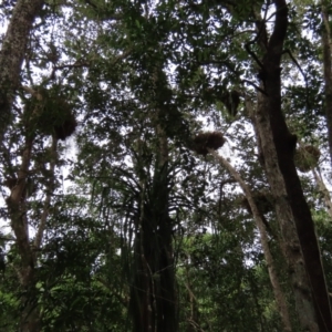 Drynaria rigidula at Cape Tribulation, QLD - suppressed