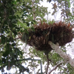 Drynaria rigidula at Cape Tribulation, QLD - suppressed