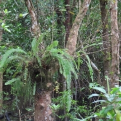 Drynaria rigidula at Cape Tribulation, QLD - suppressed