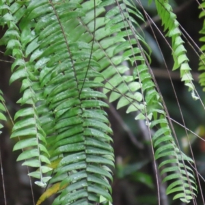 Drynaria rigidula at Cape Tribulation, QLD - suppressed