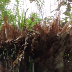 Drynaria rigidula at Cape Tribulation, QLD - suppressed