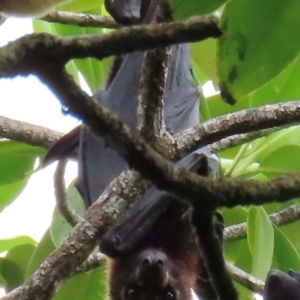 Pteropus conspicillatus at Cape Tribulation, QLD - 6 Aug 2024