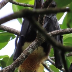 Pteropus conspicillatus at Cape Tribulation, QLD - 6 Aug 2024