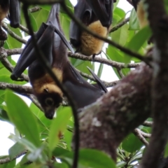 Pteropus conspicillatus at Cape Tribulation, QLD - 6 Aug 2024