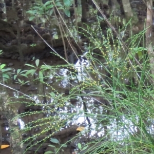 Psilotum nudum at Cape Tribulation, QLD - 6 Aug 2024