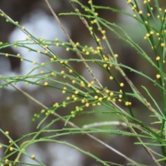 Psilotum nudum at Cape Tribulation, QLD - 6 Aug 2024 10:10 AM