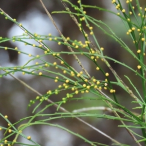 Psilotum nudum at Cape Tribulation, QLD - 6 Aug 2024