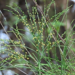 Psilotum nudum at Cape Tribulation, QLD - 6 Aug 2024 10:10 AM