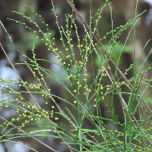 Psilotum nudum at Cape Tribulation, QLD - 6 Aug 2024