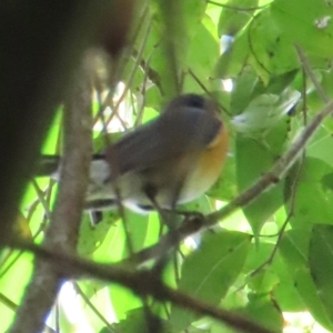 Symposiachrus trivirgatus at Daintree, QLD - 6 Aug 2024