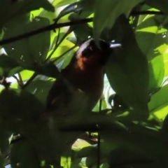 Symposiachrus trivirgatus at Daintree, QLD - 6 Aug 2024