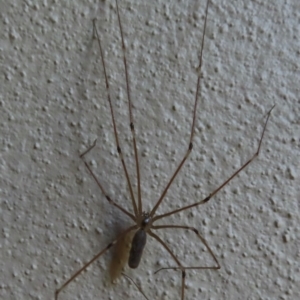 Pholcus phalangioides at Narrabundah, ACT - 6 Aug 2024