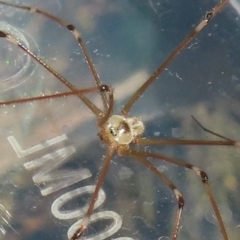 Pholcus phalangioides at Narrabundah, ACT - 6 Aug 2024 03:51 PM