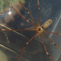 Pholcus phalangioides at Narrabundah, ACT - 6 Aug 2024