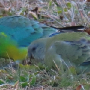 Psephotus haematonotus at Griffith, ACT - 5 Aug 2024