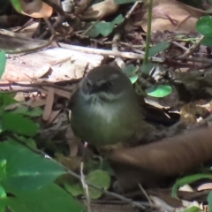 Sericornis frontalis (White-browed Scrubwren) at Narrabundah, ACT - 4 Aug 2024 by RobParnell