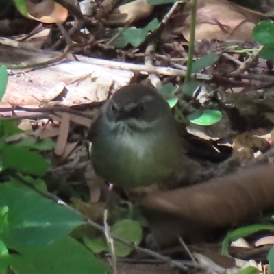 Sericornis frontalis (White-browed Scrubwren) at Narrabundah, ACT - 4 Aug 2024 by RobParnell