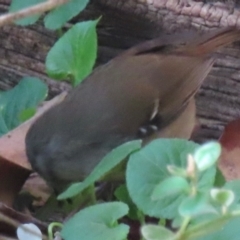 Sericornis frontalis at Narrabundah, ACT - 4 Aug 2024 12:25 PM