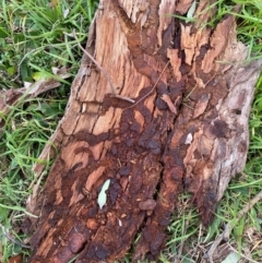 Unverified Insect at Wanniassa, ACT - 5 Aug 2024 by jks