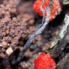 Tubifera ferruginosa Complex (Raspberry Slime) at Tharwa, ACT - 4 Dec 2021 by AJB