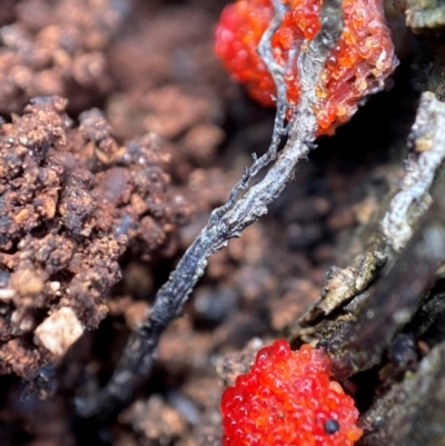 Tubifera ferruginosa Complex (Raspberry Slime) at Tharwa, ACT - 4 Dec 2021 by AJB