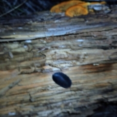 Laxta sp. (genus) (Bark cockroach) at Watson, ACT - 6 Aug 2024 by MAX