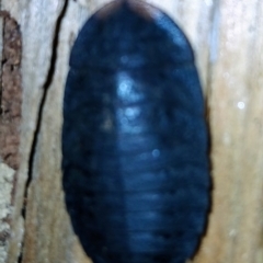 Laxta sp. (genus) at Watson, ACT - 6 Aug 2024