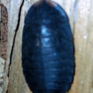 Laxta sp. (genus) at Watson, ACT - 6 Aug 2024