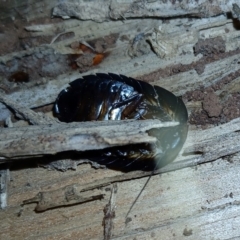 Laxta sp. (genus) at Watson, ACT - suppressed