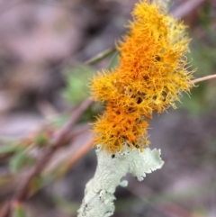 Teloschistes sp. (genus) (A lichen) at Aranda, ACT - 5 Jul 2022 by AJB