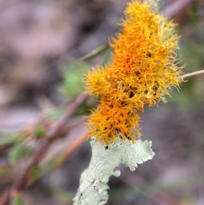 Teloschistes sp. (genus) (A lichen) at Aranda, ACT - 5 Jul 2022 by AJB