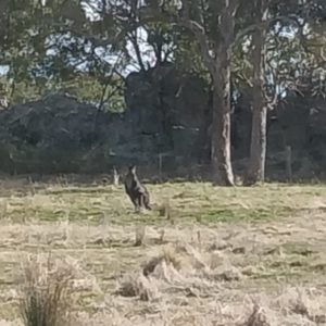 Osphranter robustus robustus at Tarlo, NSW - suppressed